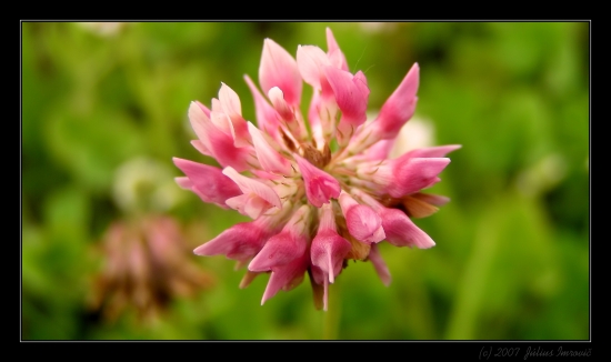 lucerka
