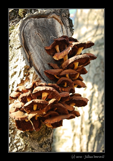 tieto rastú aj v zime