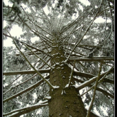 .. a kde je Popelka?