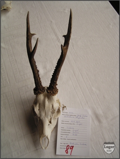 Jožov Pročkov srnec