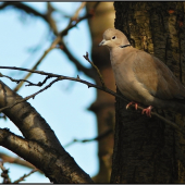 Hrdlička záhradná (Streptopelia decaocto)