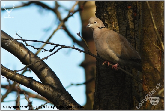 Hrdlička záhradná (Streptopelia decaocto)