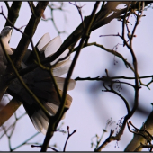 Hrdlička záhradná