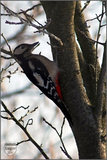 Ďateľ veľký (Dendrocopos major)