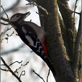 Ďateľ veľký (Dendrocopos major)