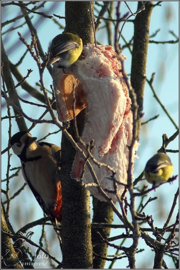 Pozorovateľ Ďateľ