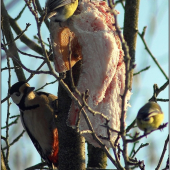 Pozorovateľ Ďateľ