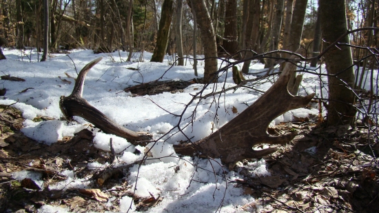 Kamarádův Daňčí shoz