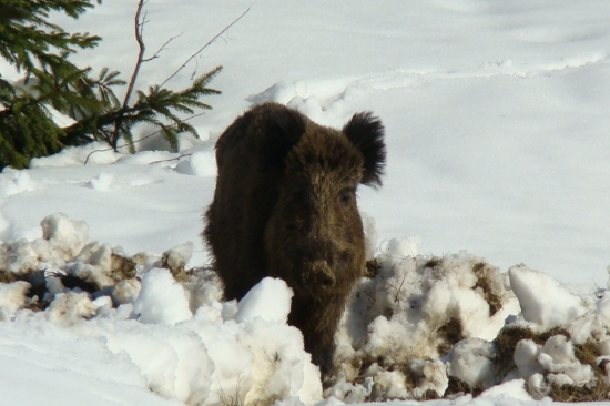 sus scrofa