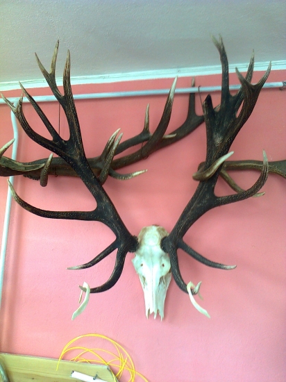 Švagrův sen po úpravě- k ID: 161883