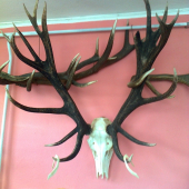 Švagrův sen po úpravě- k ID: 161883