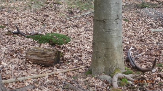 Dar od Huberta k narozeninam
