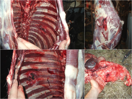 Lapua Mega 12g   .308Win.   -  srnča 29.12.2011