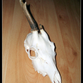 minuloročný