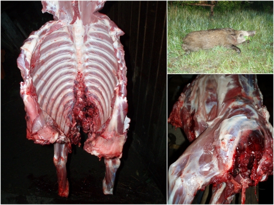 prebíjaný  Nosler Ballistic Tip 165  gr.   . 308 Win.   vs. prasa