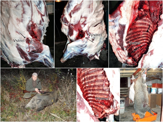 prebíjaný  Nosler Ballistic Tip 165  gr.   . 308 Win.   vs. Diviak