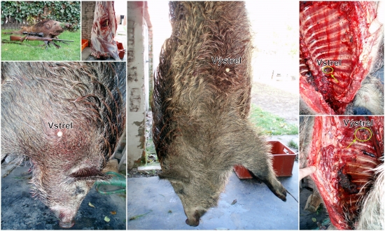 prebíjaný  Norma Vulkan 11,7g   .308 Win.   Diviak