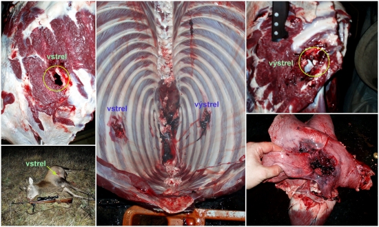 prebíjaný  Nosler Ballistic Tip 165  gr.   . 308 Win.   vs. jeleň