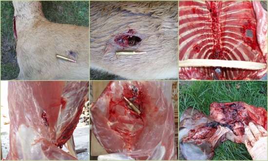 prebíjaný  Nosler AccuBond 165 gr  .308Win. / srnec