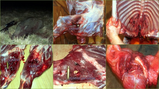 prebíjaný  Nosler Ballistic Tip 168gr  .308 Win.  / prasa