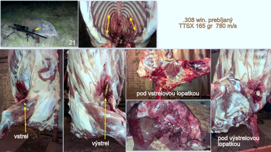 prebíjaný  Barnes TTSX 165g  .308 win. 780 m/s  vs. prasa