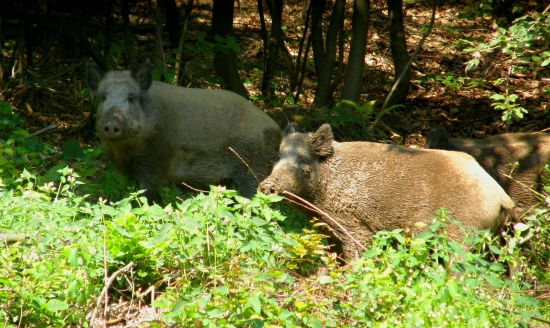 Diviačiky