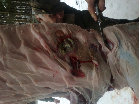 8x57 JS Geco Teilmantel 12g