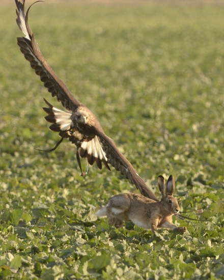 Kráľ oblohy verzus rýchla labka