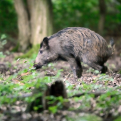 musim si uľaviť...