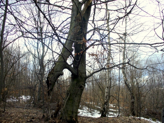 Priživnik.