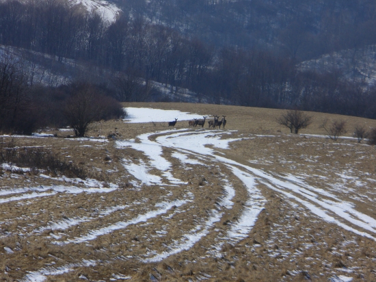 Jelenice