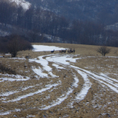 Jelenice