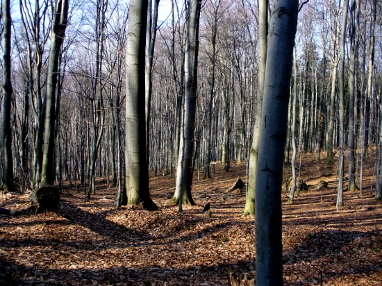 Les čakajuci jar.