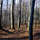 Les čakajuci jar.