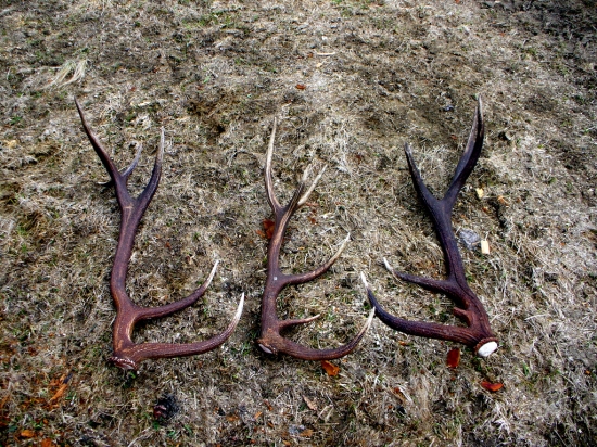 Našli ich kolegovia  dnes na sčitani .