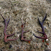 Našli ich kolegovia  dnes na sčitani .