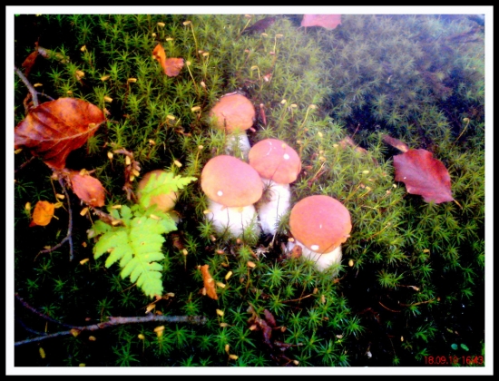 Spomieka na hubársku sezónu 2010