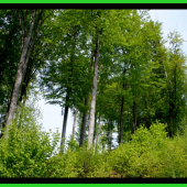 Posledný pas starých bukov v doline.