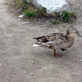 Patrí k Štrbskému plesu