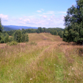 Uprostred lesa luka rozprestretá