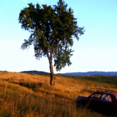 Zástavka pri hruške.