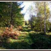 Začínajúca jeseň.