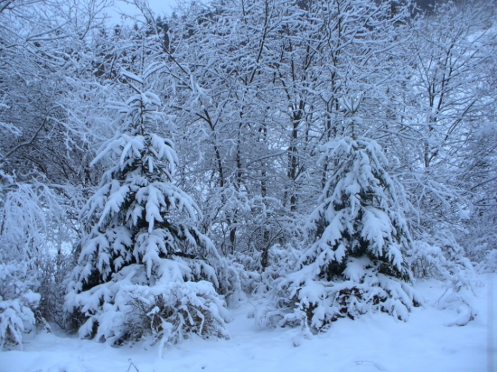Zima v o Vlčej doline