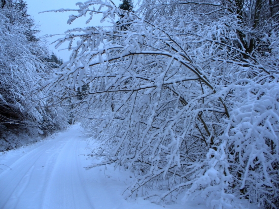 Mrazik vo Vlčej doline