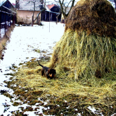 Ranna obchadzka.