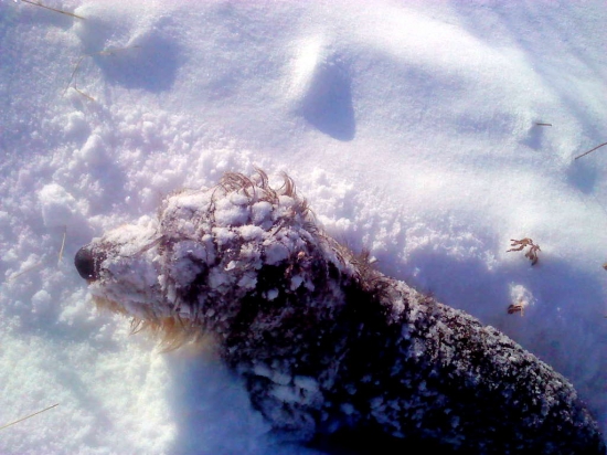 Dak na na vychádzke