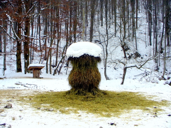 Umelecky nadaná zver