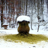 Umelecky nadaná zver