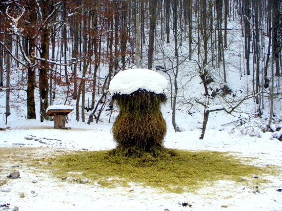 Umelecky nadaná zver