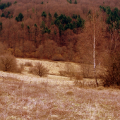 Čakanie  na zelenu.